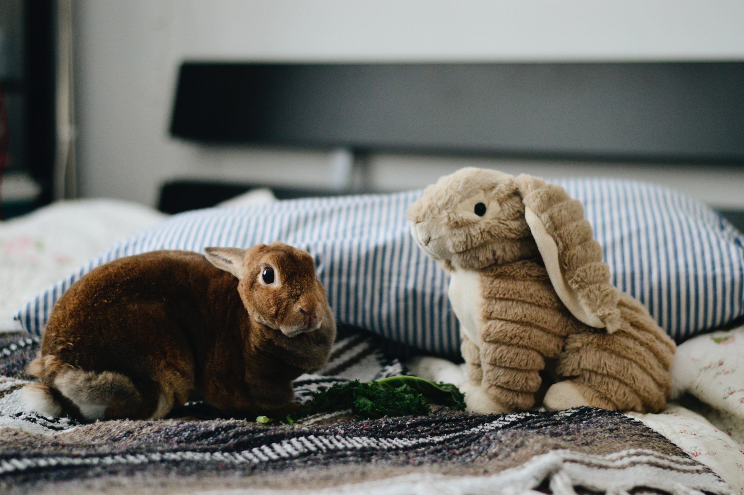Rabbits